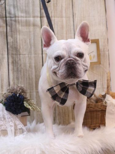 20241013ブーくん